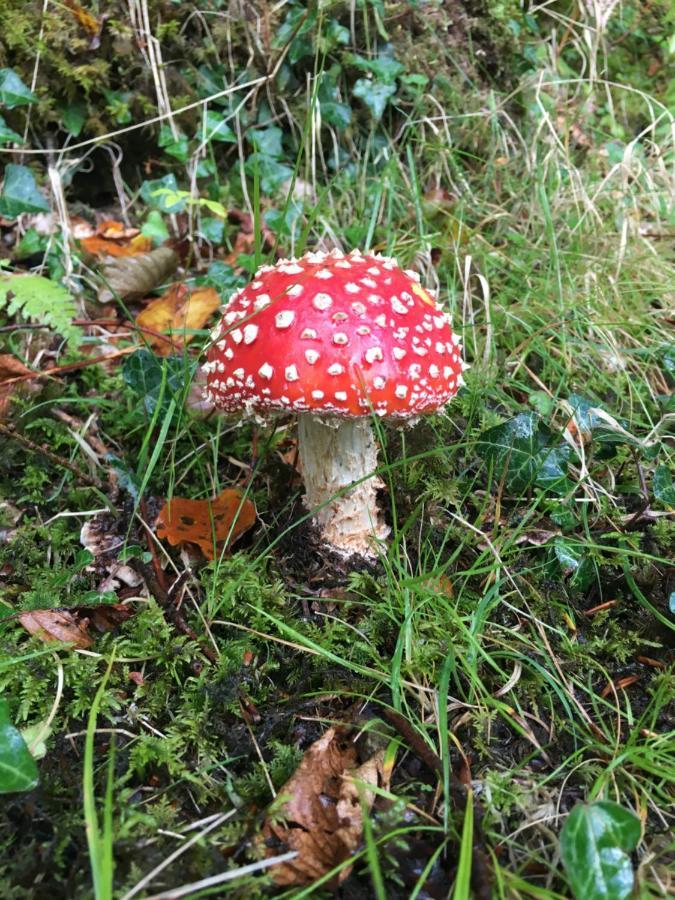 Burnbank Bnb Tobermory Eksteriør billede